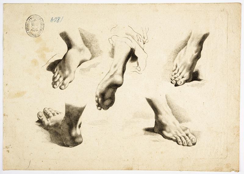 studi anatomici: piedi