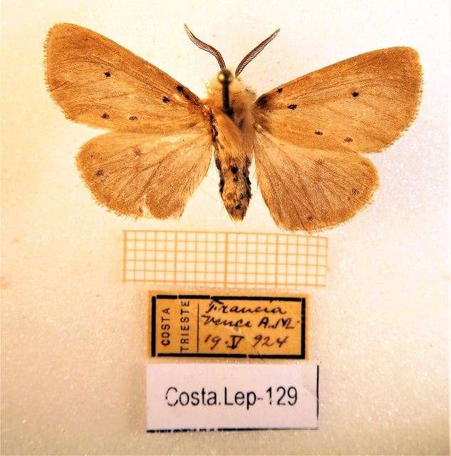 Falena, Diaphora, mendica