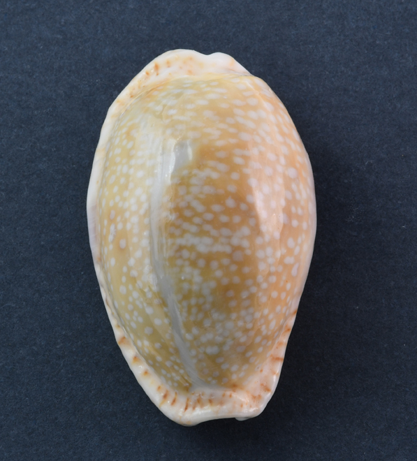 Le Cipree del Museo di Pordenone