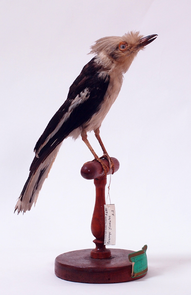 Collezione ornitologica del conte Oddo Arrigoni degli Oddi