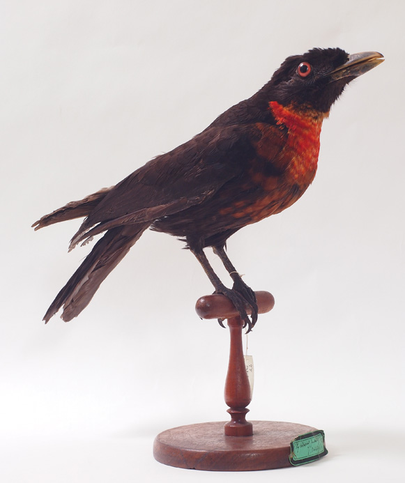 Collezione ornitologica del conte Oddo Arrigoni degli Oddi