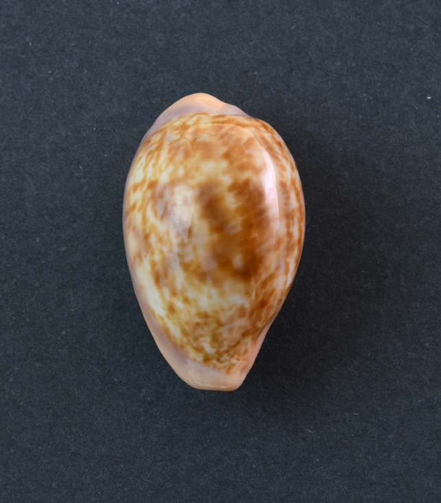 Le Cipree del Museo di Pordenone