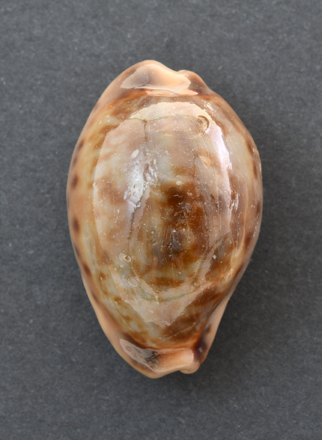 Le Cipree del Museo di Pordenone