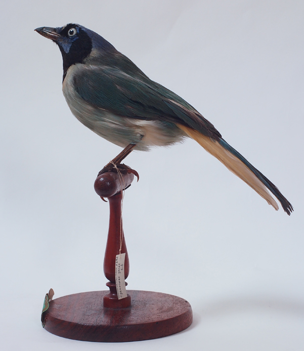 Collezione ornitologica del conte Oddo Arrigoni degli Oddi