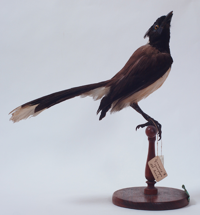 Collezione ornitologica del conte Oddo Arrigoni degli Oddi