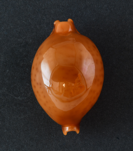 Le Cipree del Museo di Pordenone