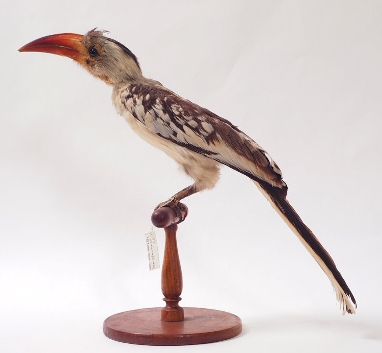 Collezione ornitologica del conte Oddo Arrigoni degli Oddi