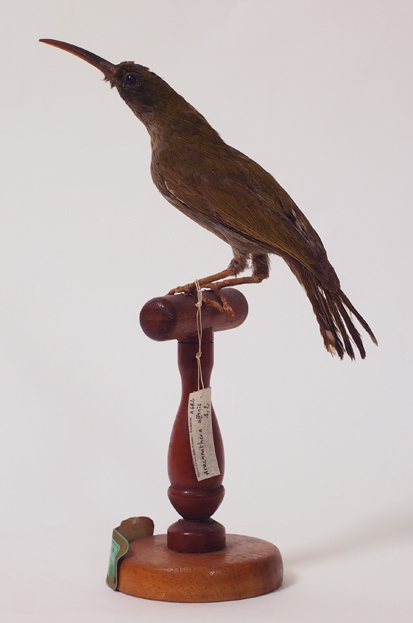 Collezione ornitologica del conte Oddo Arrigoni degli Oddi