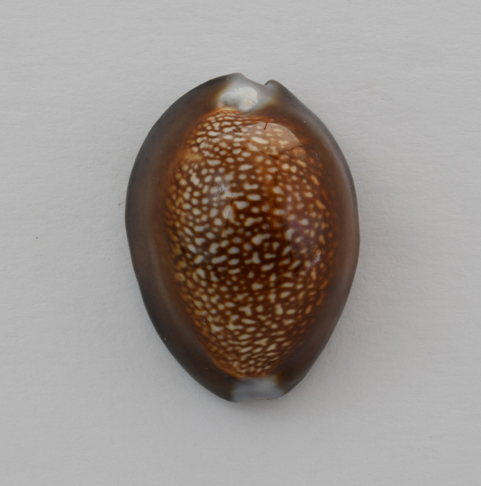 Le Cipree del Museo di Pordenone