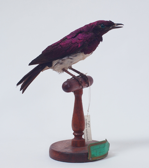 Collezione ornitologica del conte Oddo Arrigoni degli Oddi