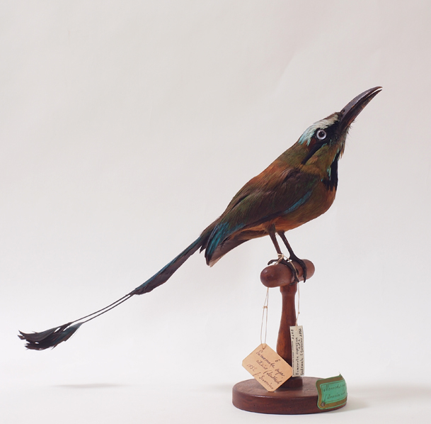 Collezione ornitologica del conte Oddo Arrigoni degli Oddi