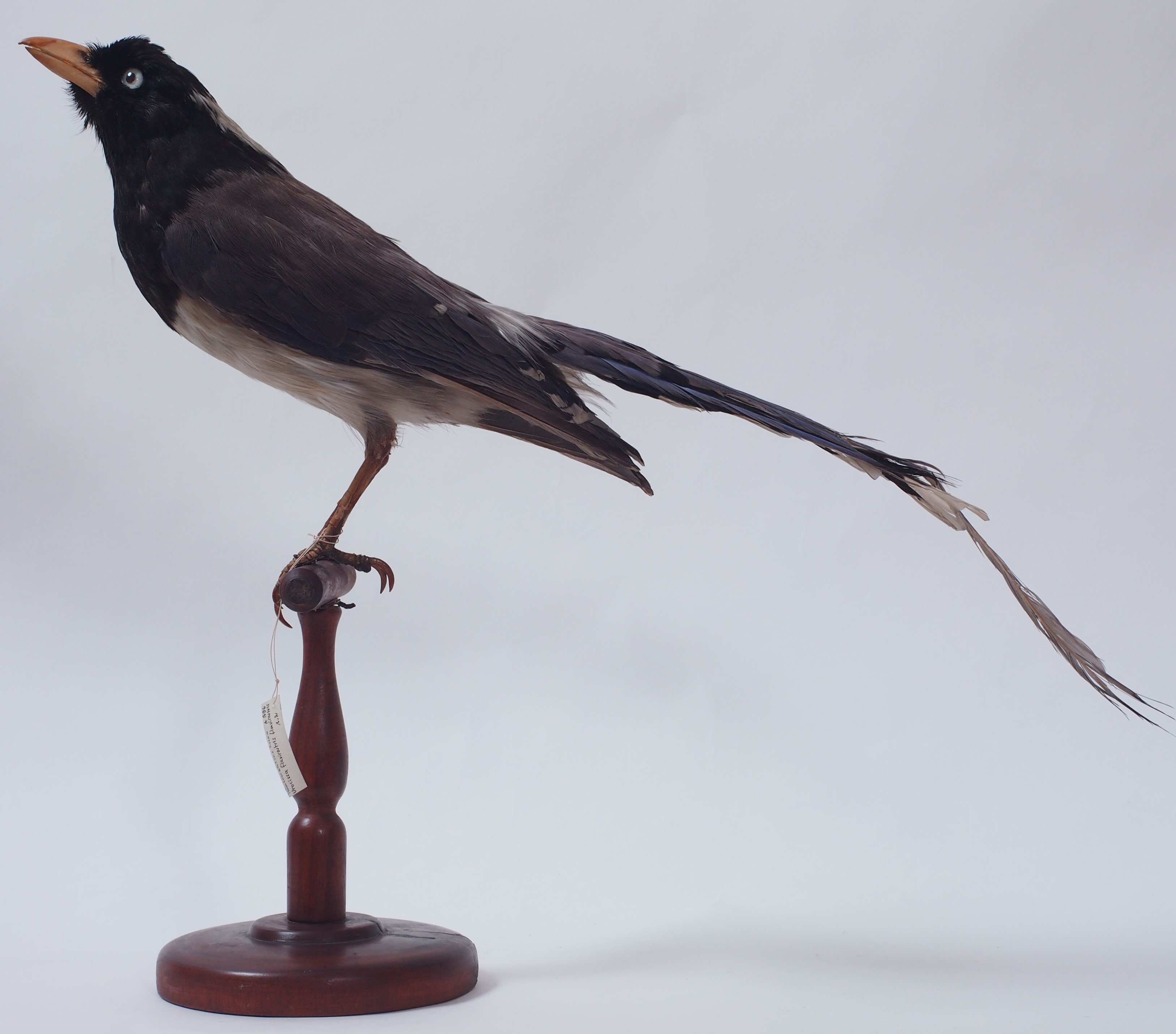 Collezione ornitologica del conte Oddo Arrigoni degli Oddi