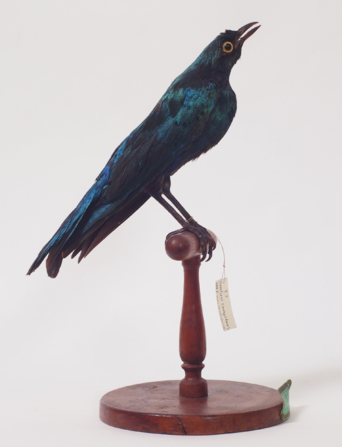 Collezione ornitologica del conte Oddo Arrigoni degli Oddi