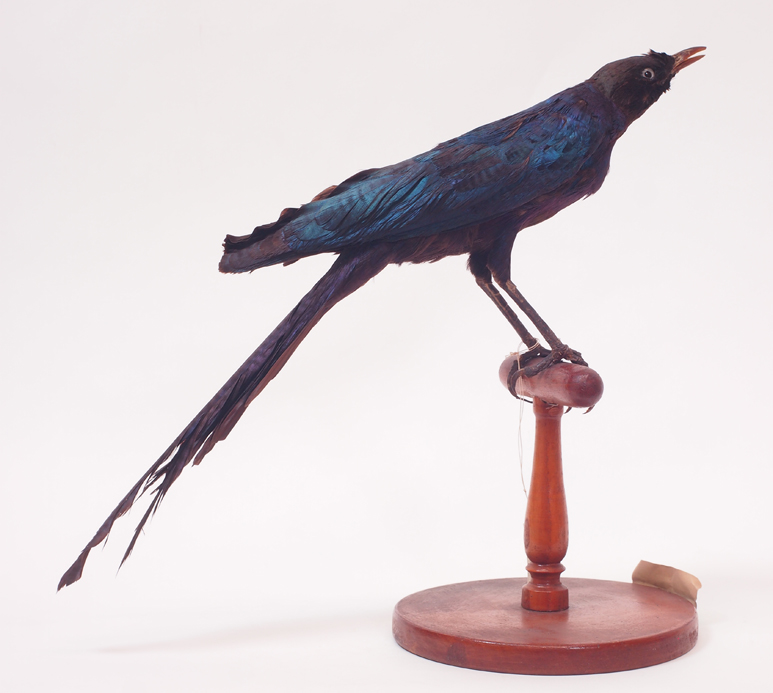 Collezione ornitologica del conte Oddo Arrigoni degli Oddi