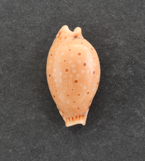 Le Cipree del Museo di Pordenone