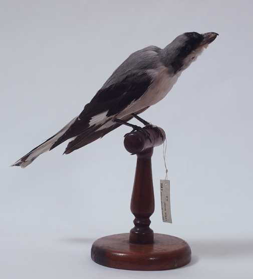 Collezione ornitologica del conte Oddo Arrigoni degli Oddi