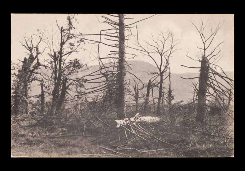 Dal parco della baronessa Thoemmel, con il monte Sabotino. Piuma - Gorizia