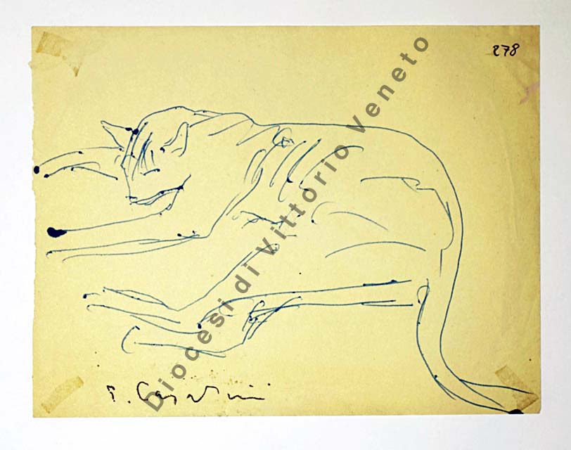 animale: gatto
