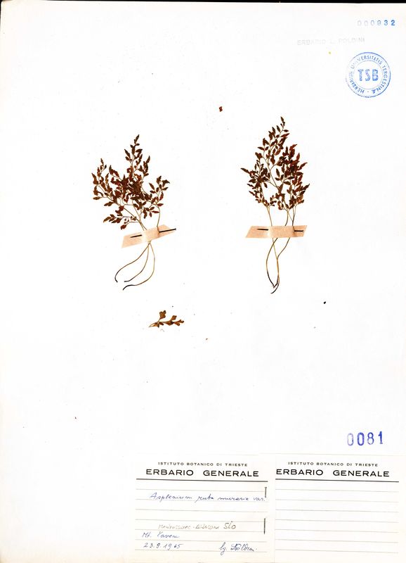 Stampa
