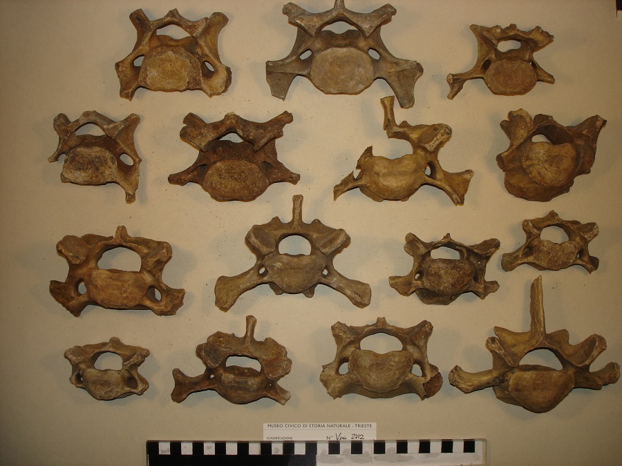 Orso delle caverne