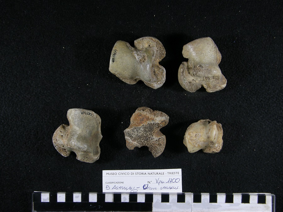 Orso delle caverne