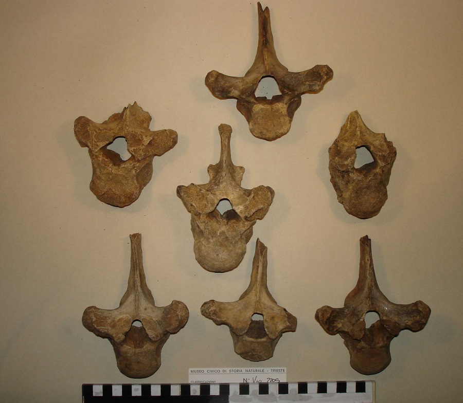 Orso delle caverne