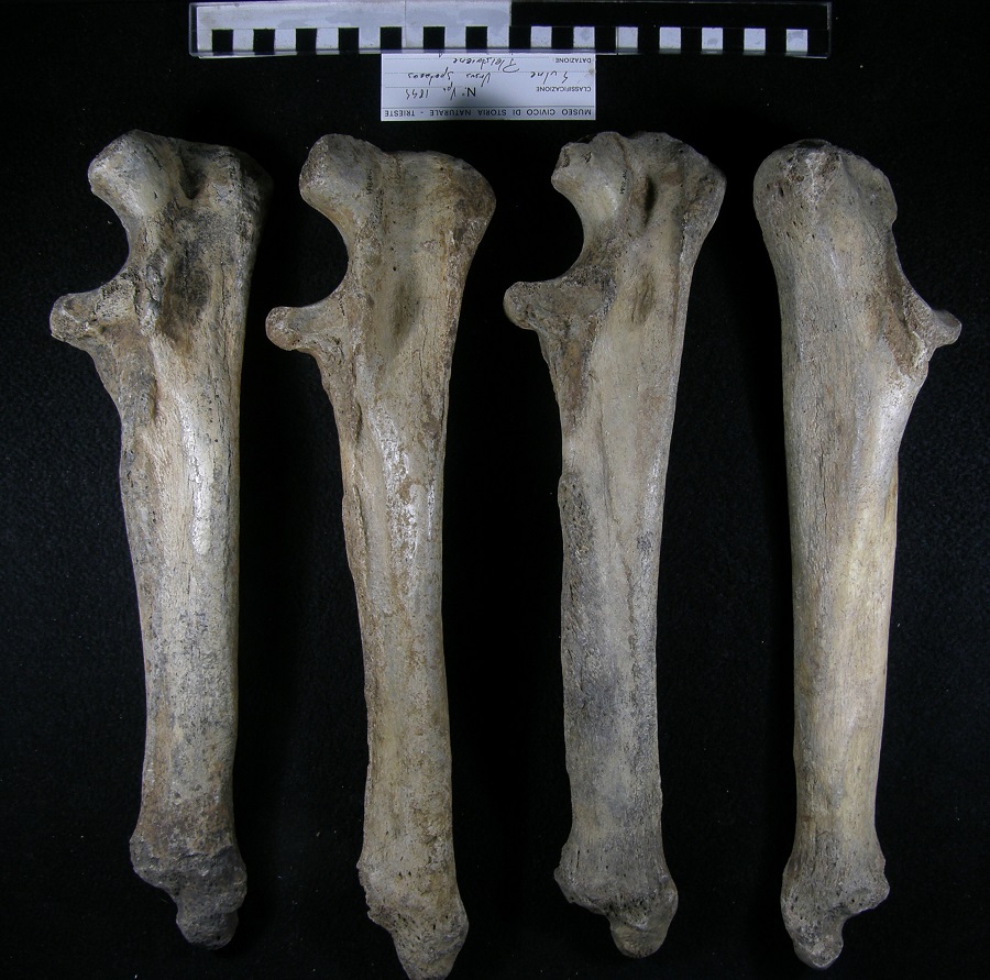 Orso delle caverne