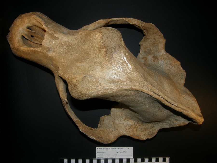 Orso delle caverne