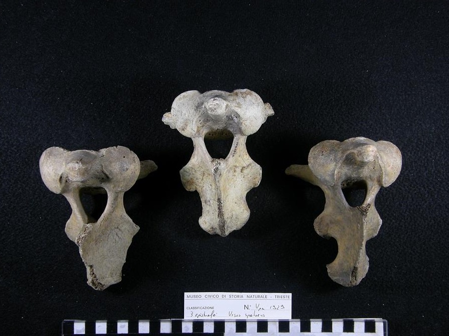 Orso delle caverne
