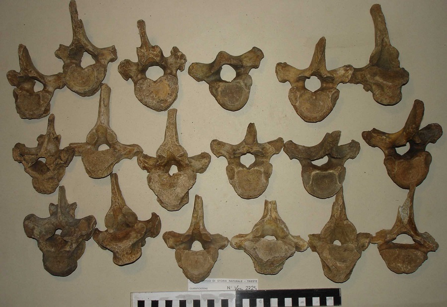 Orso delle caverne