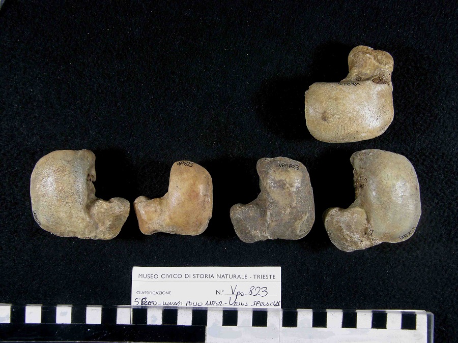 Orso delle caverne