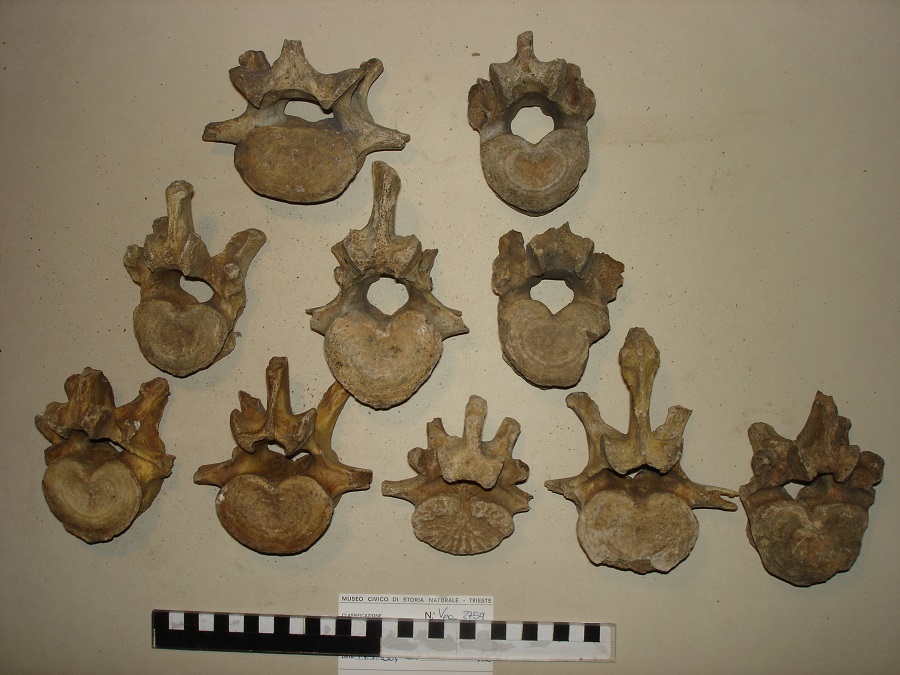 Orso delle caverne