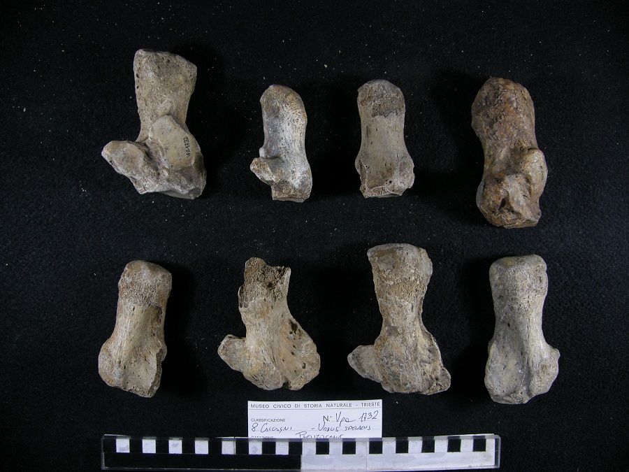 Orso delle caverne
