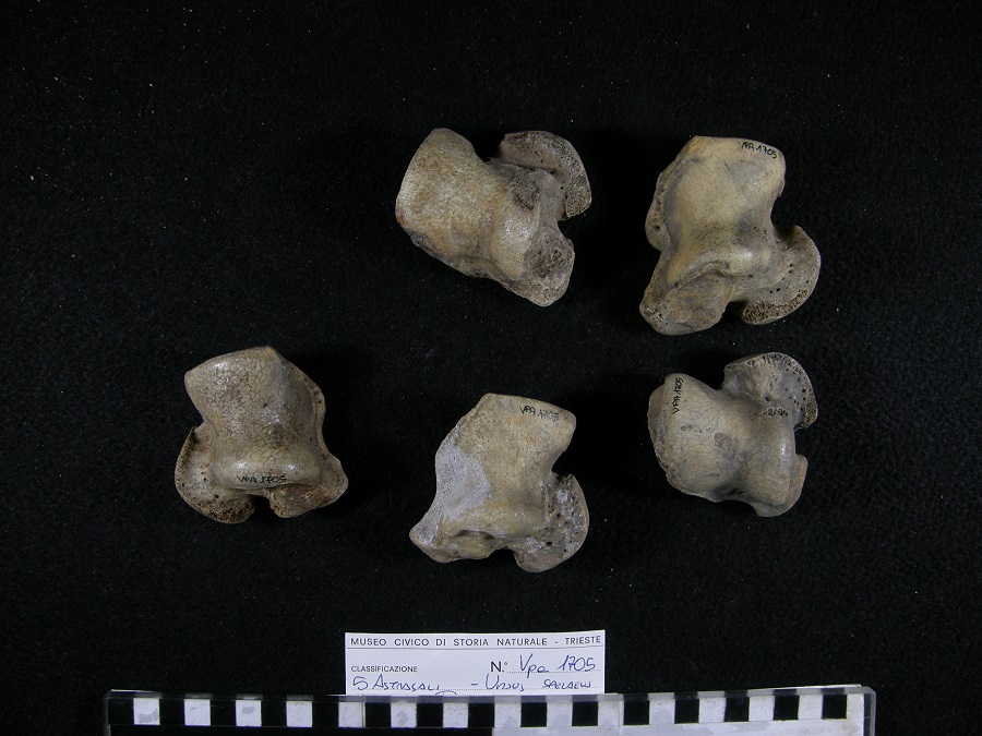 Orso delle caverne