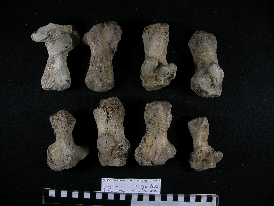 Orso delle caverne