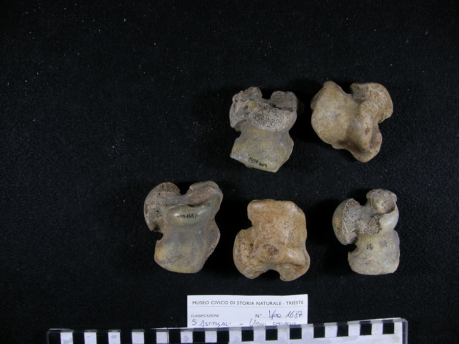 Orso delle caverne