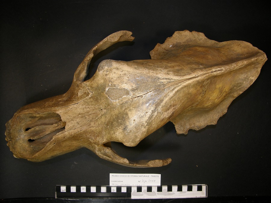 Orso delle caverne
