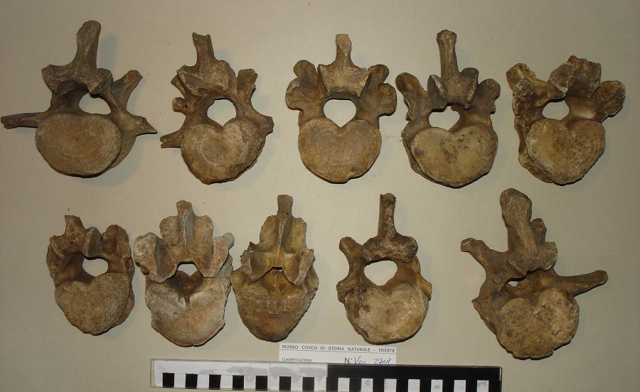 Orso delle caverne