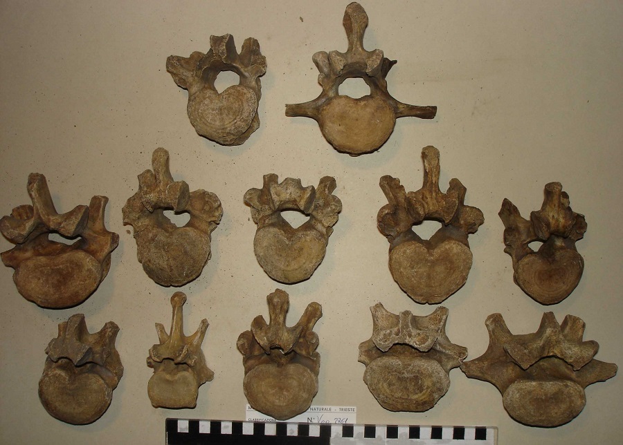 Orso delle caverne