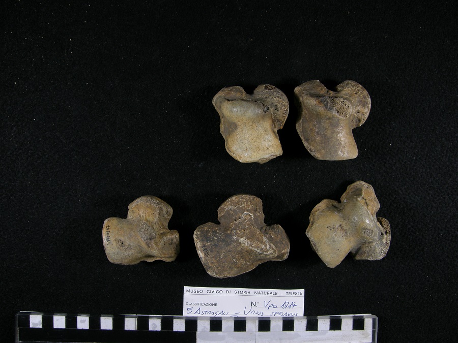 Orso delle caverne