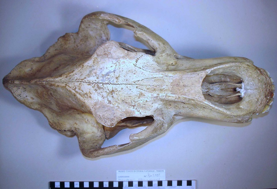 Orso delle caverne