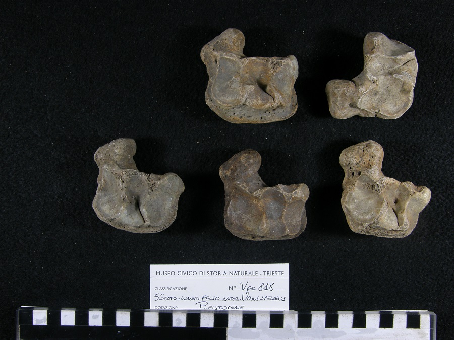 Orso delle caverne
