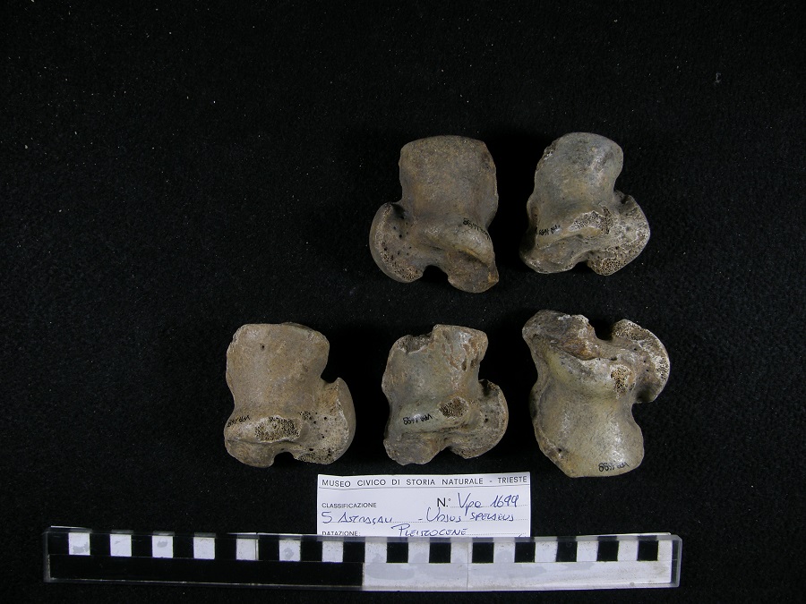 Orso delle caverne