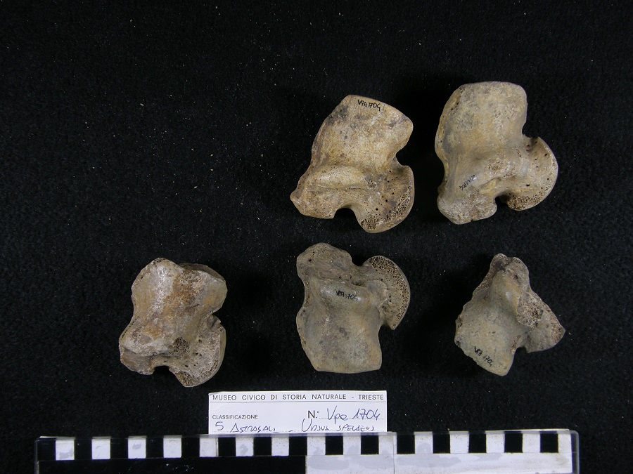 Orso delle caverne