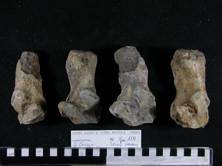 Orso delle caverne