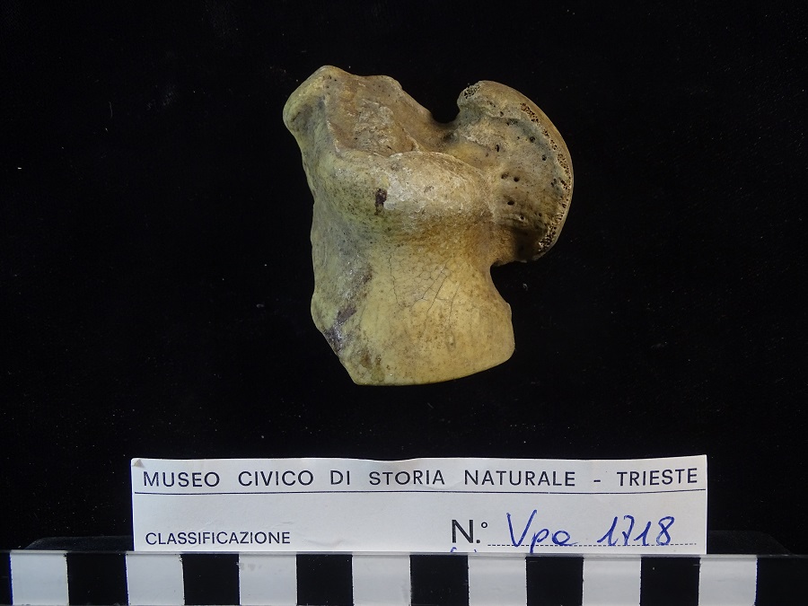 Orso delle caverne