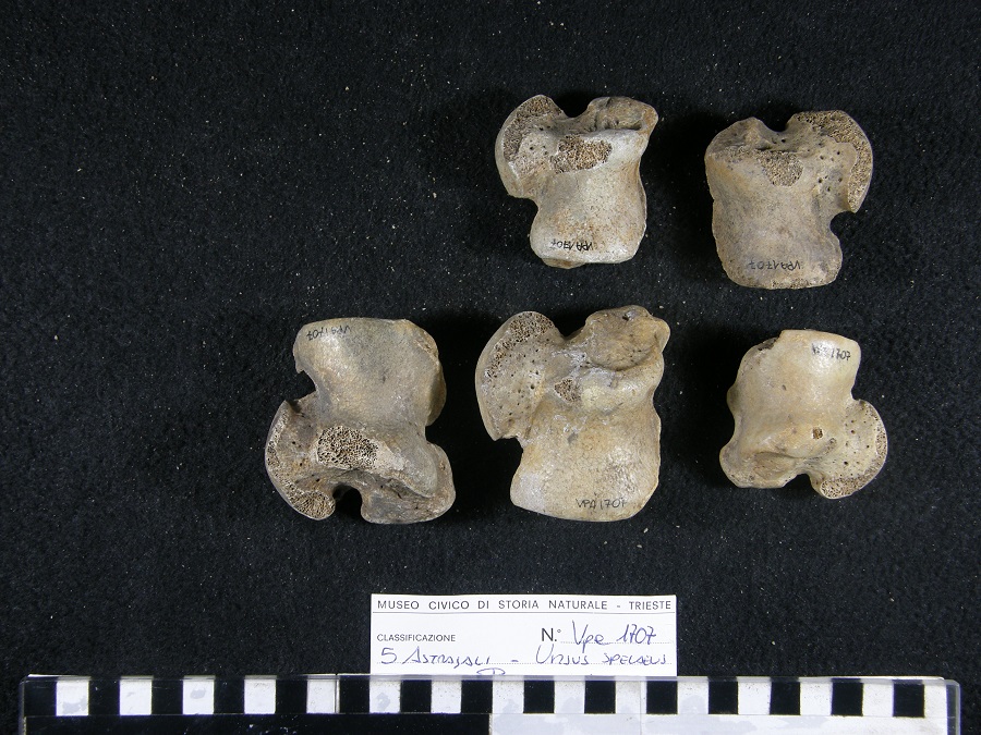 Orso delle caverne