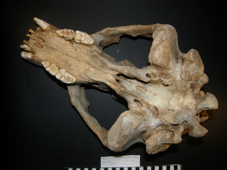Orso delle caverne