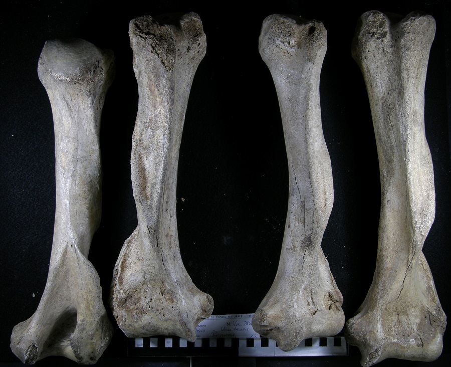 Orso delle caverne