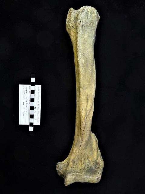 fossile